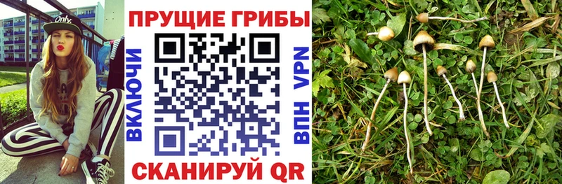 Купить где  Туймазы  Псилоцибиновые грибы прущие грибы 